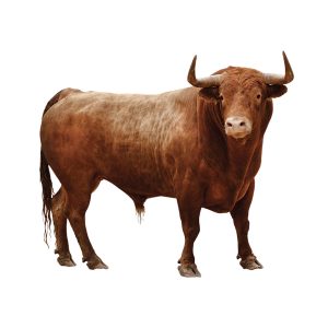 Kurban Hissesi - Görsel 1